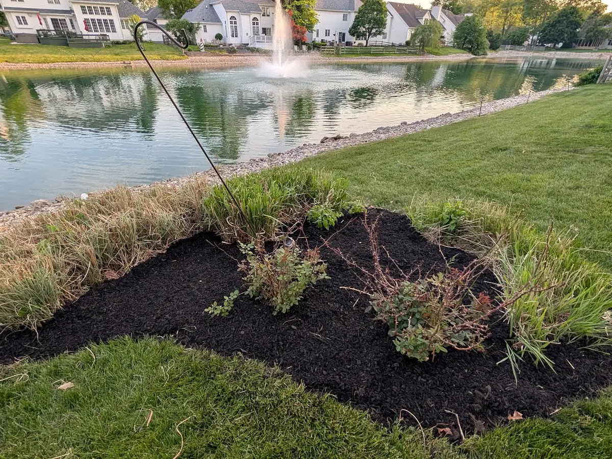 Dark mulch bed with ornamental grasses and shrubs beside a pond