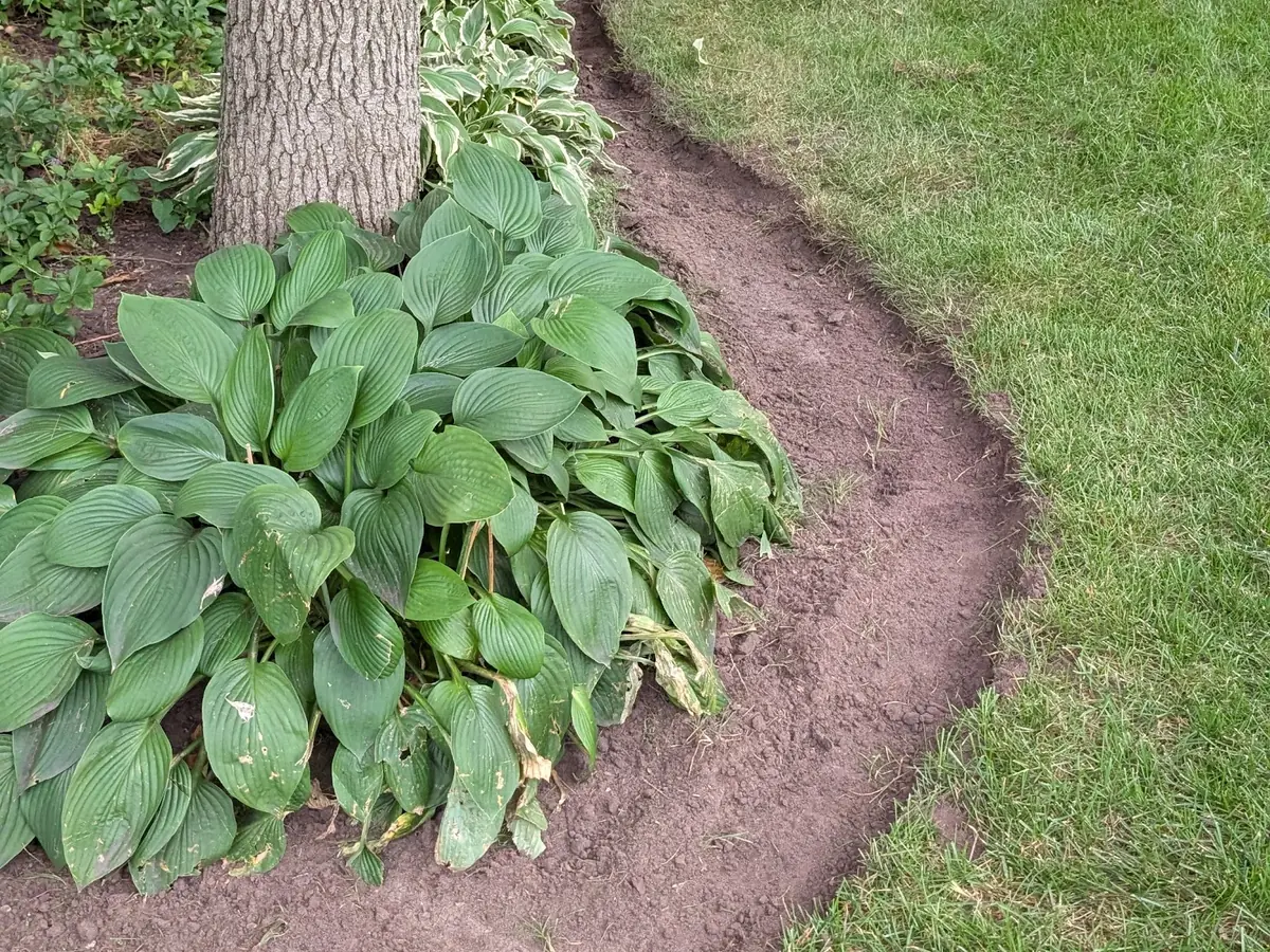 Freshly cut curved edge between a lawn and a hosta bed