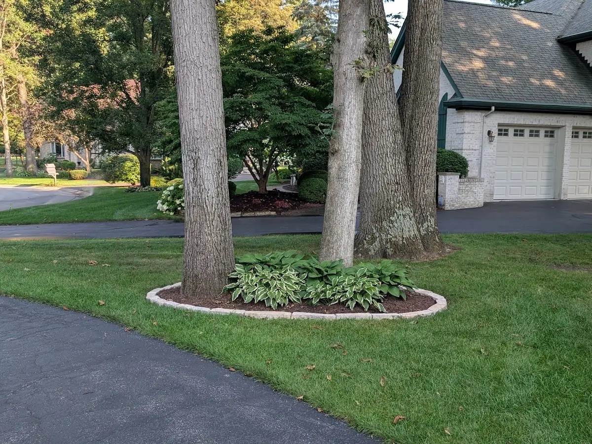 Hostas in a mulch bed around tree trunks with a stone border