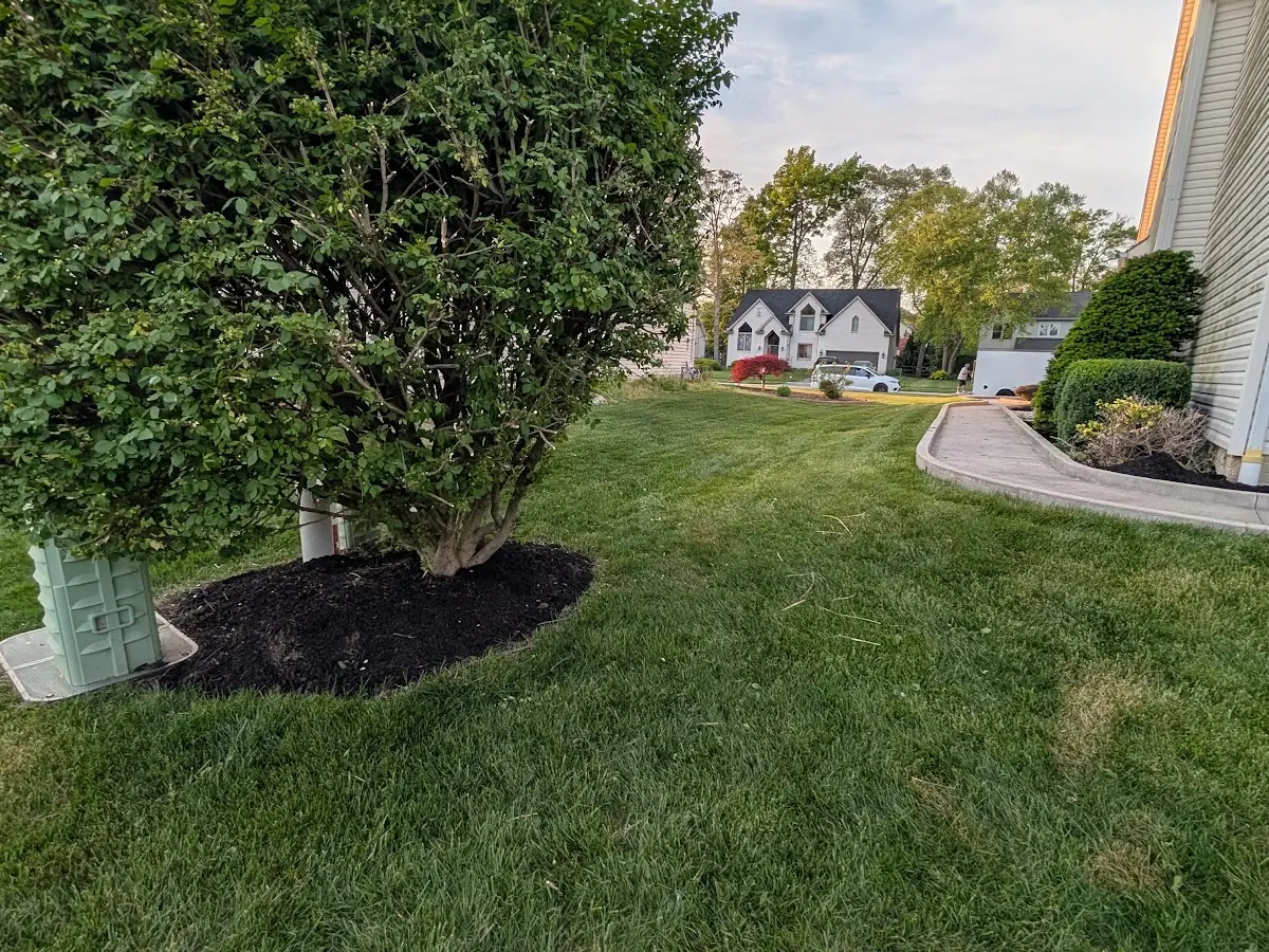 Round bed of black mulch around a leafy shrub on a lawn