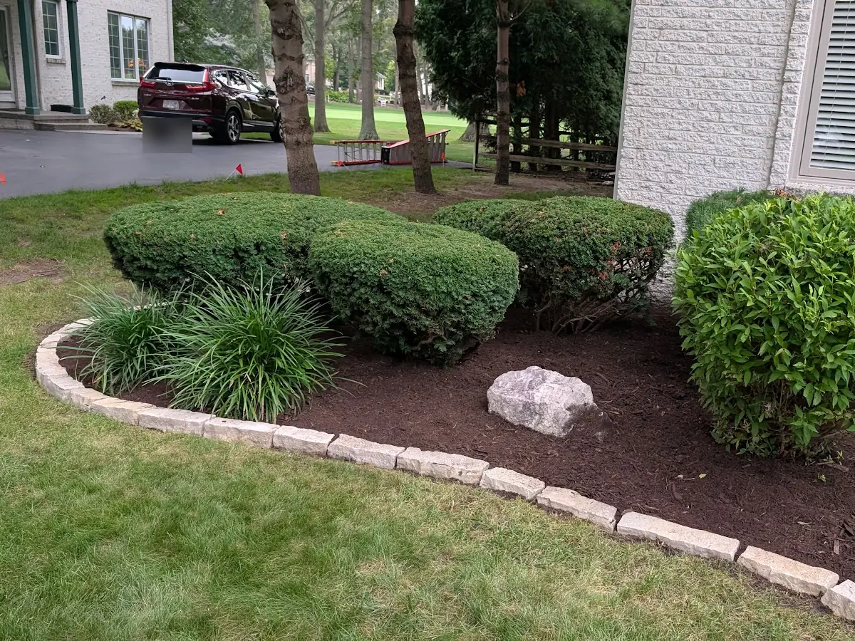 Stone-edged mulch bed with rounded shrubs and a boulder