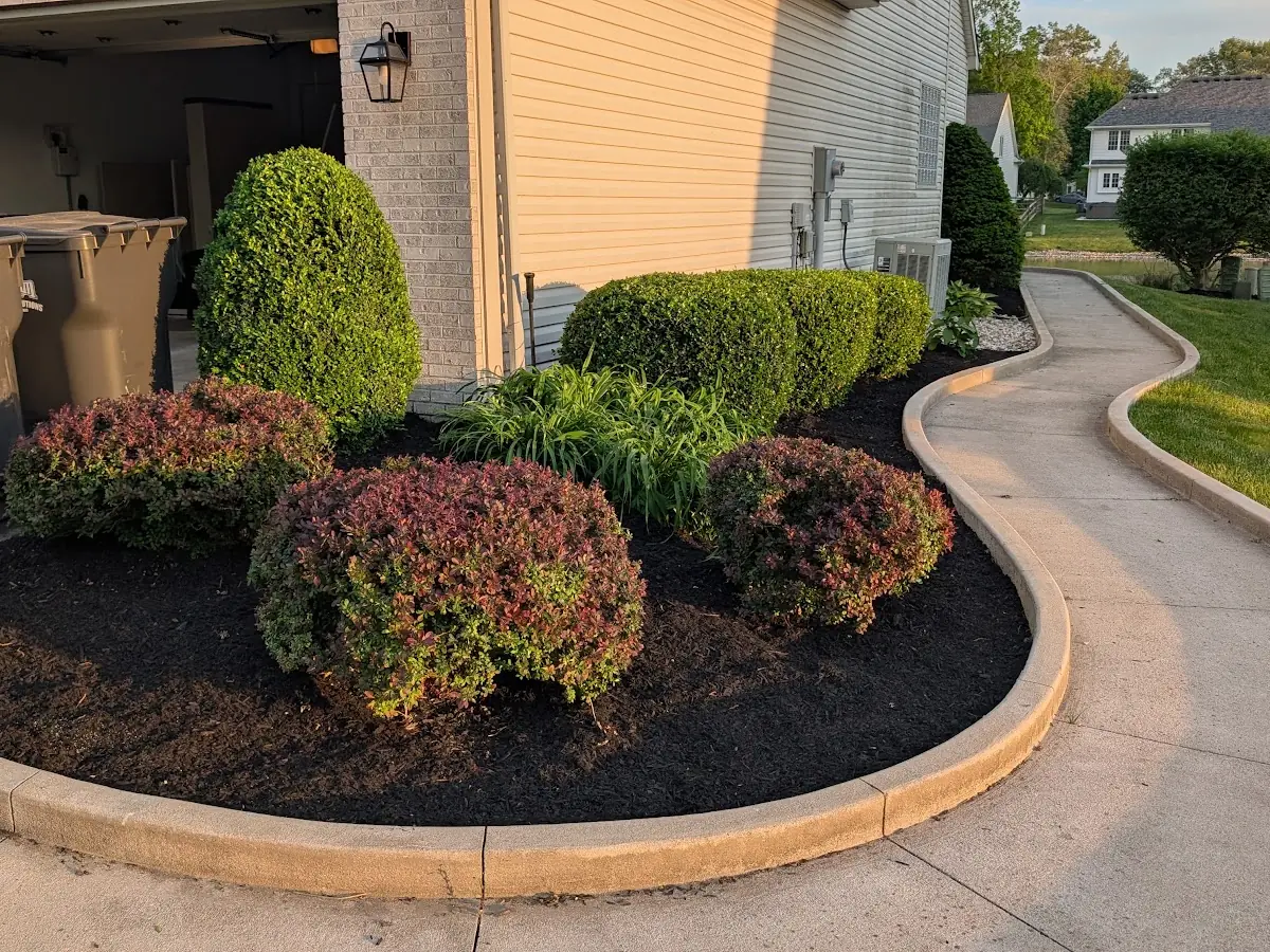 Mulch bed with shrubs next to a curved concrete border and walkway
