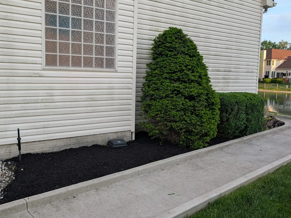 Fresh black mulch bed along a concrete walkway beside a house