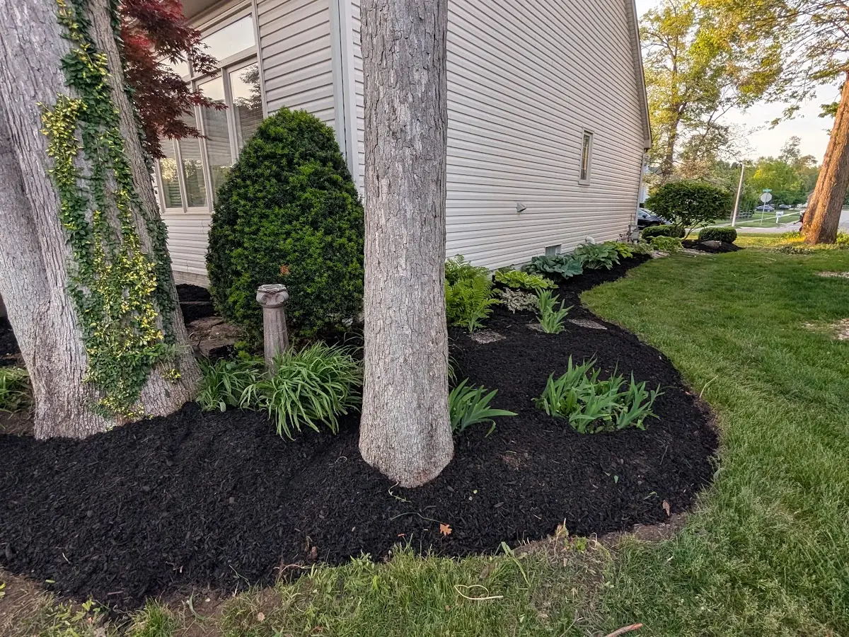 Black mulch bed around two tree trunks and shrubs beside a house
