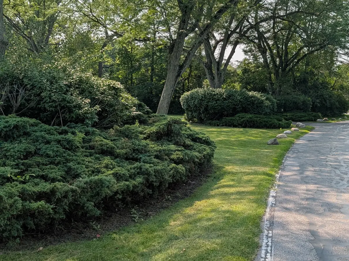 Trimmed evergreen shrub bed next to a lawn and a driveway