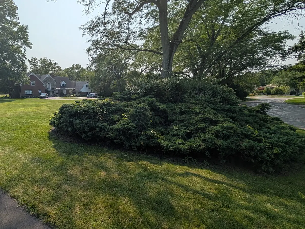 Large trimmed evergreen shrub on a lawn with a house in the distance