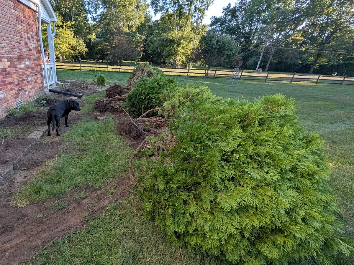 Dug-out bed beside a brick house with a large evergreen shrub lying on the lawn and a dog