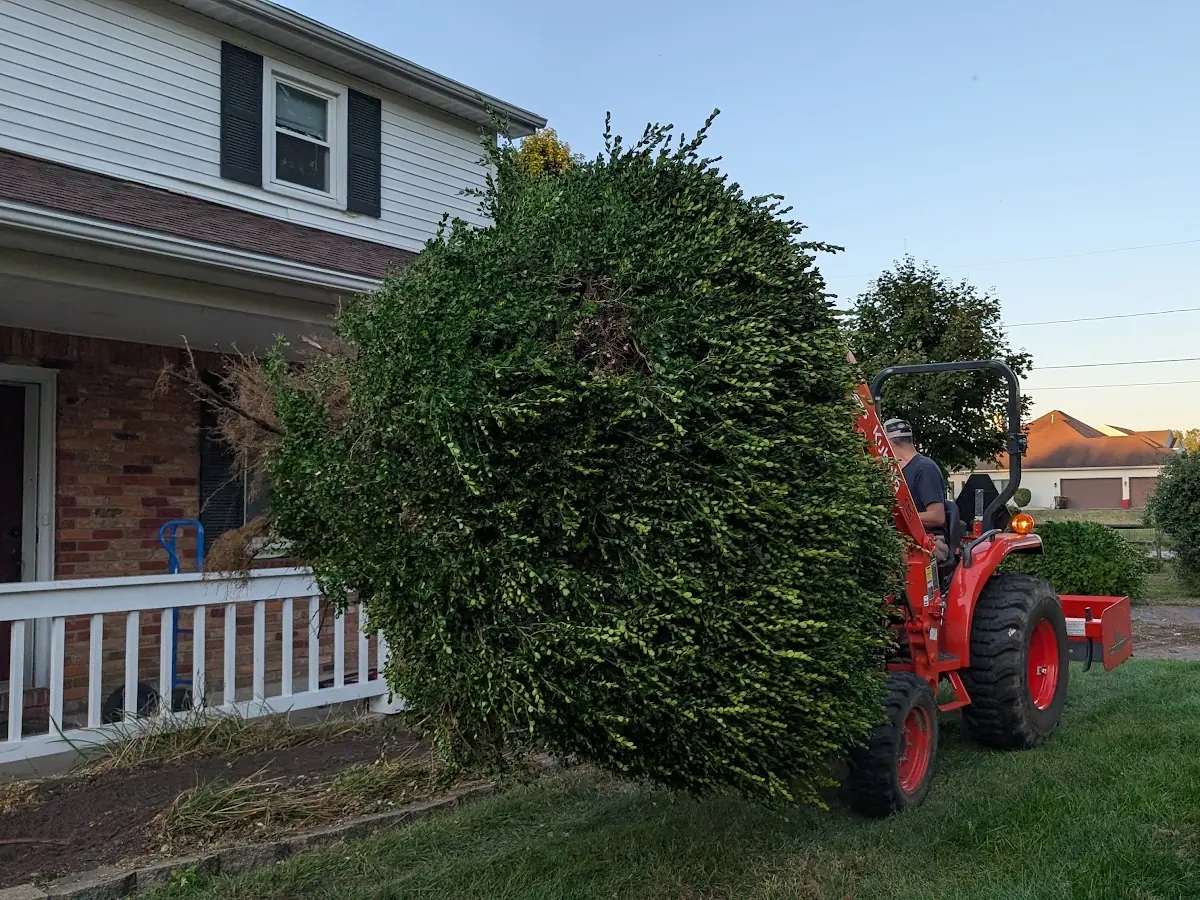 Large shrub held up by a tractor loader beside a front porch