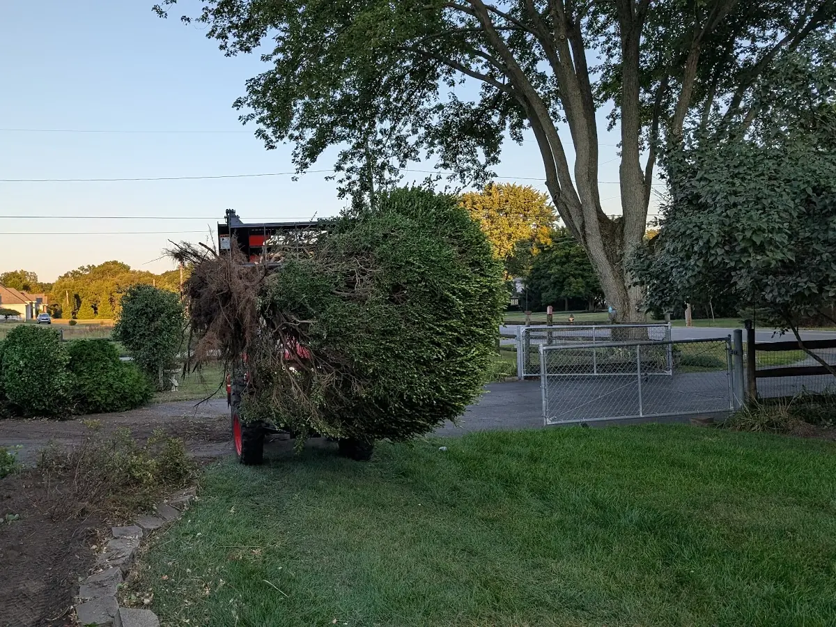 Large shrub being carried on a tractor loader across a yard